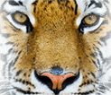 Logo Tiger Correctional Services, Inc.