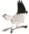 Logo Elanus Capital Management LLC