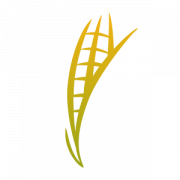 Logo North Dakota Corn Growers Association