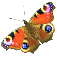 Logo Butterfly Healthcare Ltd.
